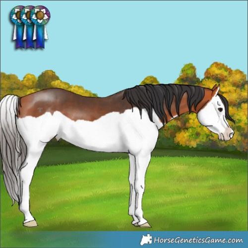 Horse Color:Bay Splash 