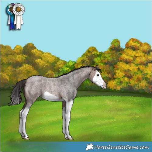 Horse Color:Brown Roan Splash Frame 