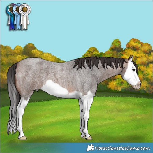 Horse Color:Brown Roan Splash Frame