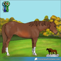 Horse Color:Chestnut 