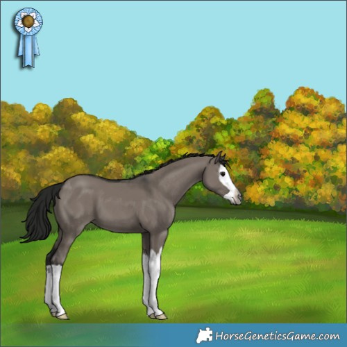 Horse Color:Gray Grullo Splash 