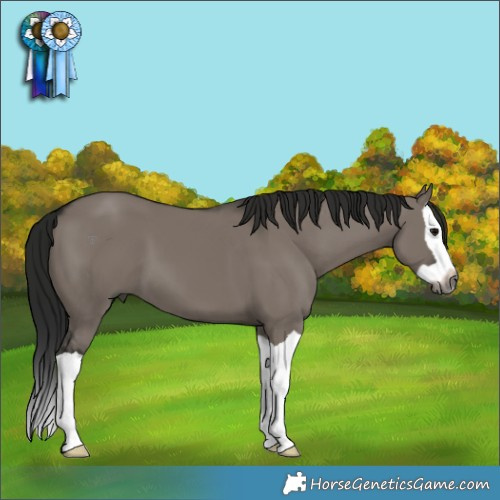 Horse Color:Gray Grullo Splash