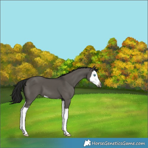 Horse Color:Gray Grullo Splash Blanket