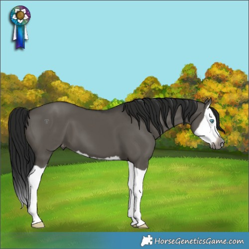 Horse Color:Gray Grullo Splash Varnish 
