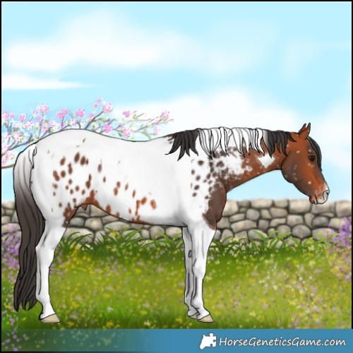 Horse Color:Bay Tobiano Near Leopard 