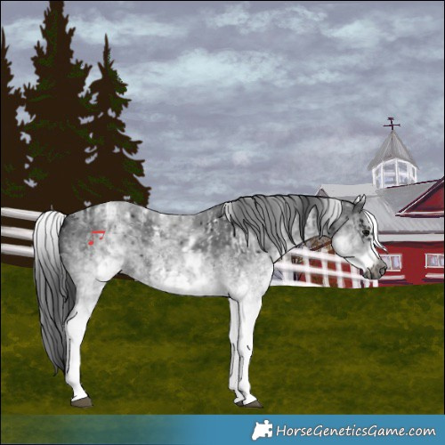 Horse Color:Gray White Spotted Black  and Gray White Spotted Black Frame 