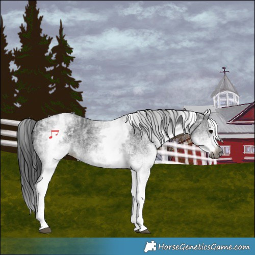 Horse Color:Gray White Spotted Black and Gray White Spotted Black Splash