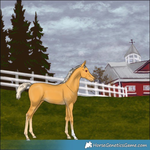 Horse Color:Palomino