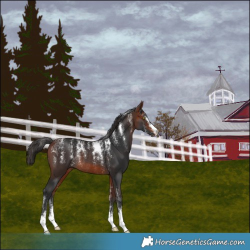 Horse Color:Powder White Bay Rabicano 