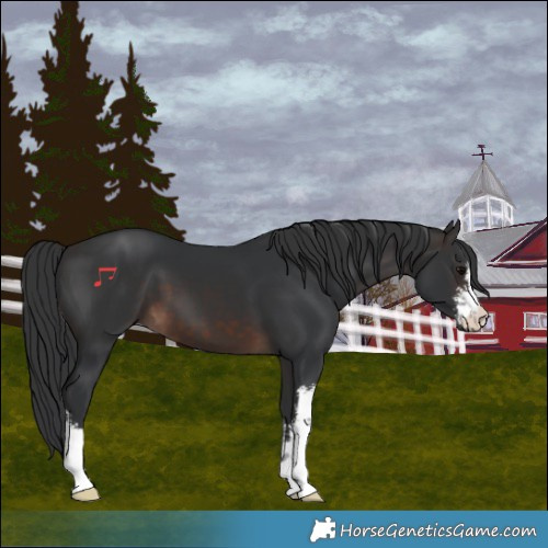 Horse Color:White Spotted Brown