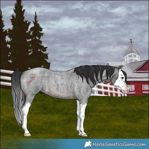 Horse Color:Brown Roan Splash 