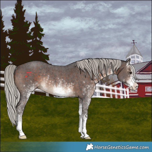 Horse Color:White Spotted Silver Brown Rabicano 