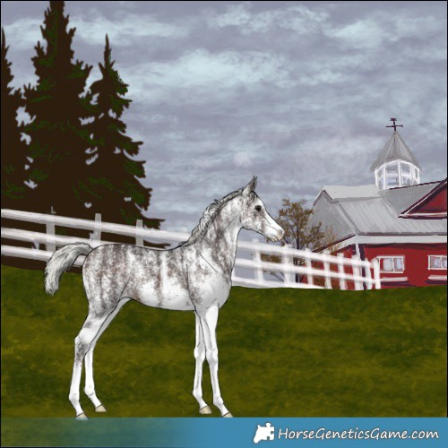 Horse Color:Powder White White Spotted Silver Brown