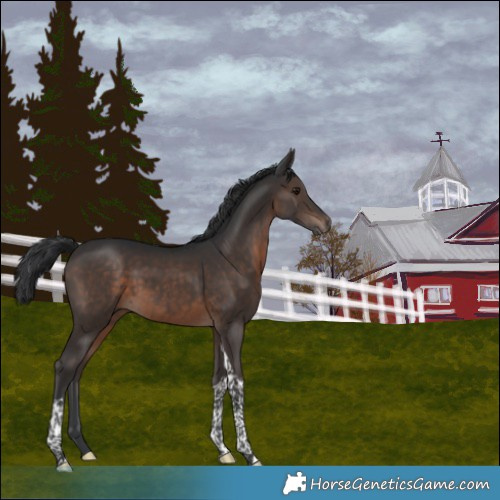 Horse Color:Brown Tobiano Rabicano