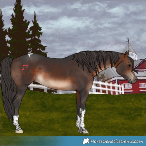 Horse Color:Brown Tobiano Rabicano 