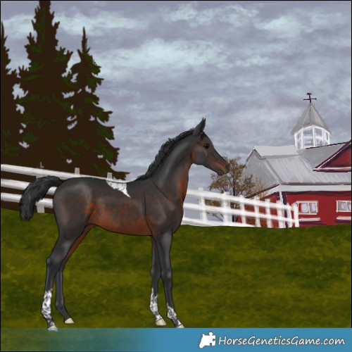 Horse Color:Brown Tobiano Rabicano