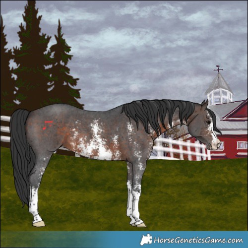 Horse Color:Brown Sabino 