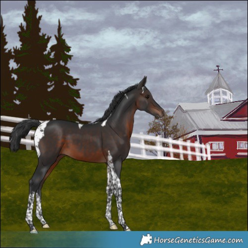Horse Color:Brown Tobiano 