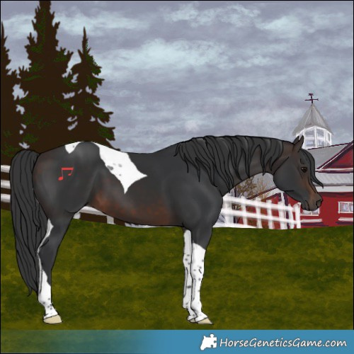 Horse Color:Brown Tobiano
