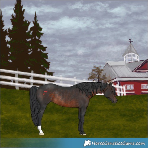 Horse Color:Brown Rabicano