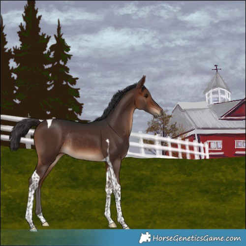 Horse Color:Brown Tobiano Rabicano 