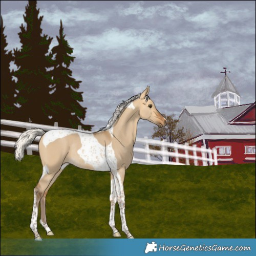 Horse Color:Silver Buckskin Dun Tobiano Rabicano