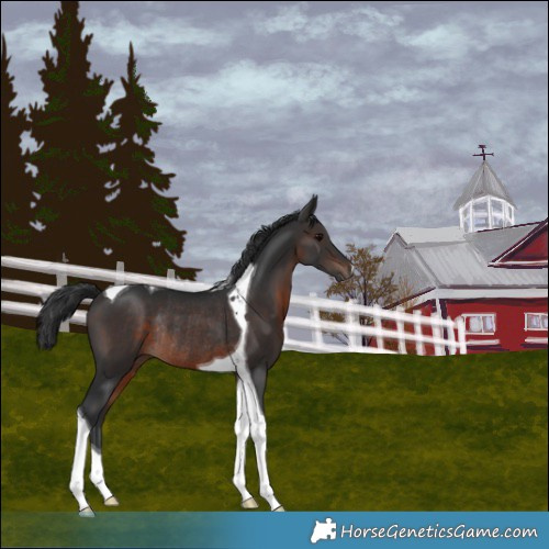 Horse Color:Brown Tobiano Rabicano