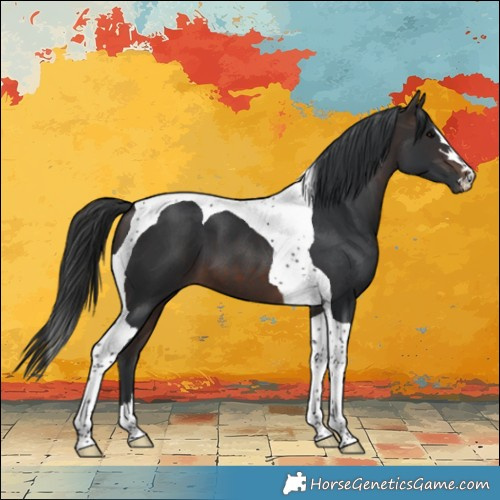 Horse Color:Brown Tobiano 