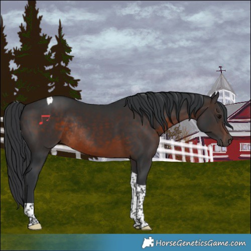 Horse Color:Brown Tobiano Rabicano 