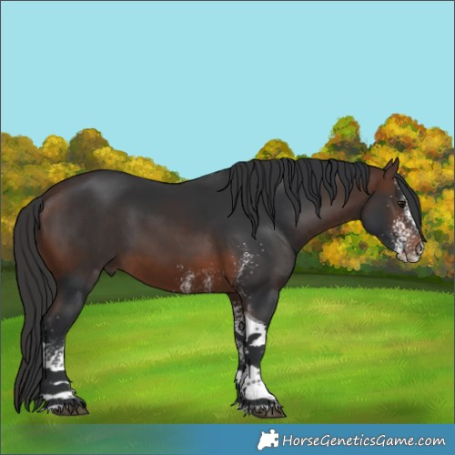 Horse Color:White Spotted Brown Tobiano 