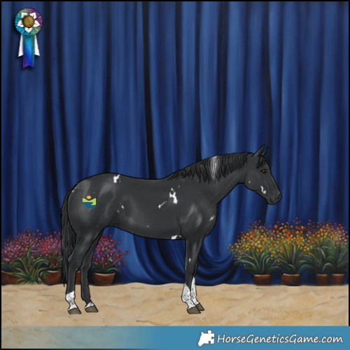 Horse Color:White Spotted Black Tobiano Rabicano