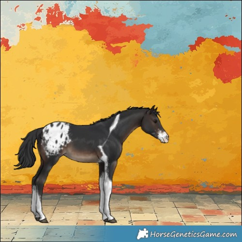 Horse Color:Brown Sabino Tobiano Appaloosa