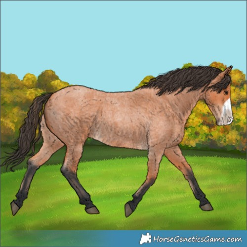 Horse Color:Bay Roan Frame