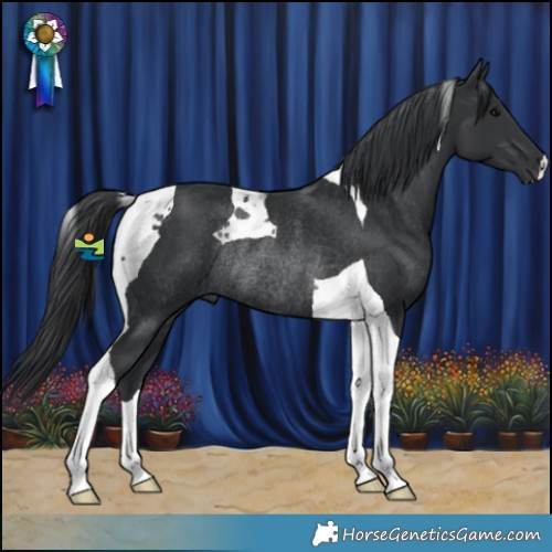 Horse Color:Black Tobiano Rabicano