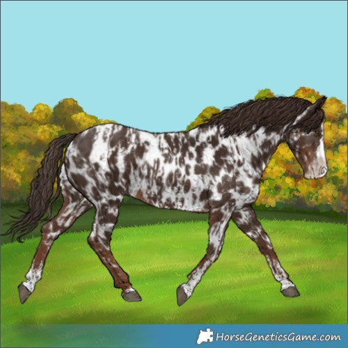 Horse Color:Liver Chestnut Sabino Splash Appaloosa and Liver Chestnut Sabino Splash Appaloosa