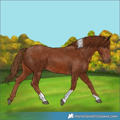 Horse Color:Chestnut Tobiano