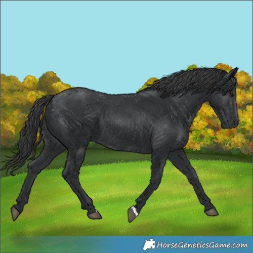 Horse Color:Black 