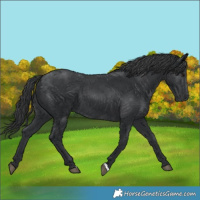 Horse Color:Black 