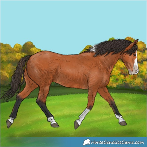 Horse Color:Bay Splash Tobiano 