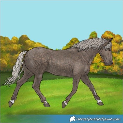 Horse Color:Silver Black 