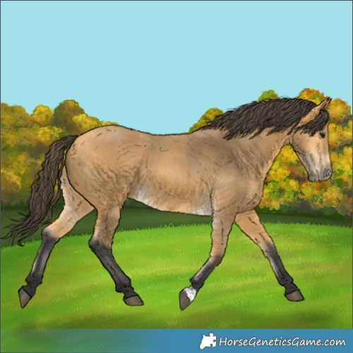 Horse Color:Buckskin 