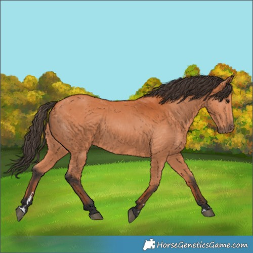 Horse Color:Bay 