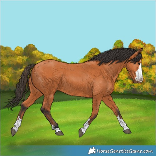 Horse Color:Bay 