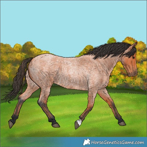 Horse Color:Bay Roan 