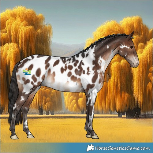 Horse Color:White Spotted Brown Near Leopard Rabicano 