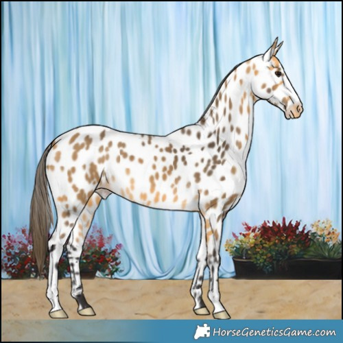 Horse Color:Buckskin Near Leopard