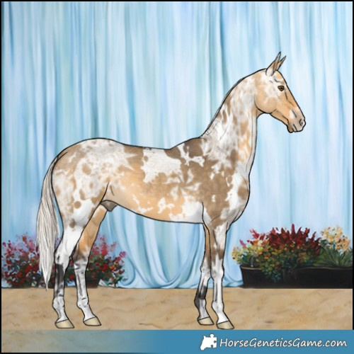 Horse Color:White Spotted Silver Buckskin Ice Dun