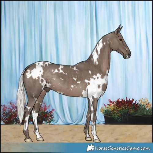 Horse Color:White Spotted Silver Black 