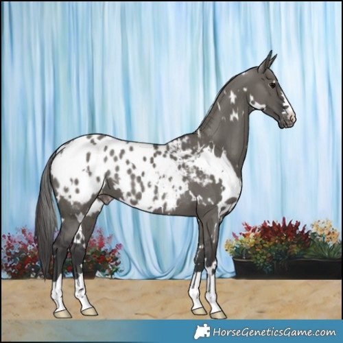 Horse Color:White Spotted Grullo Blanket
