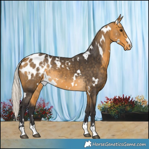 Horse Color:White Spotted Silver Buckskin Blanket
